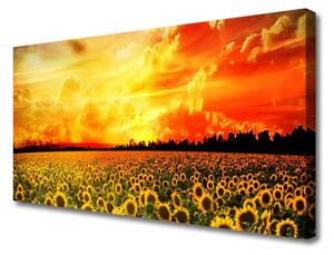 Obraz Canvas Lúka slnečnica kvety 100x50 cm