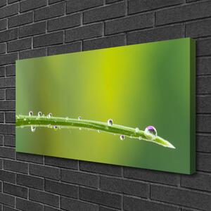 Obraz Canvas Kvapka rosy na tráve 100x50 cm