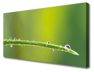 Obraz Canvas Kvapka rosy na tráve 125x50 cm