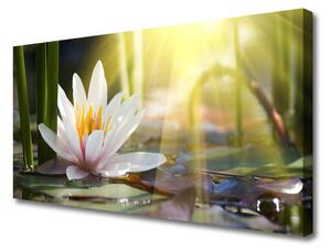 Obraz Canvas Vodné lilie slnko rybník 100x50 cm