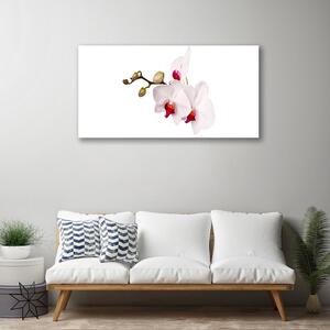 Obraz Canvas Kvety príroda orchidea 100x50 cm