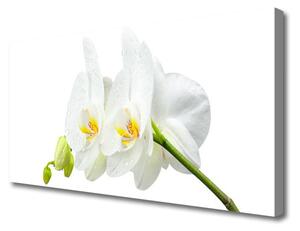 Obraz Canvas Plátky kvet bíla orchidea 120x60 cm