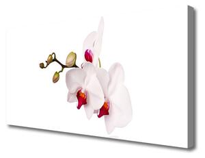 Obraz Canvas Kvety príroda orchidea 100x50 cm