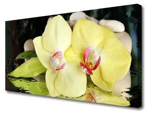 Obraz Canvas Okvetné plátky orchidea 100x50 cm
