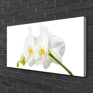 Obraz Canvas Plátky kvet bíla orchidea 100x50 cm