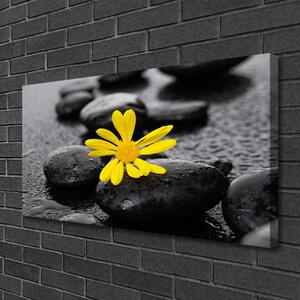 Obraz Canvas Kvet kamene rastlina kúpele 100x50 cm