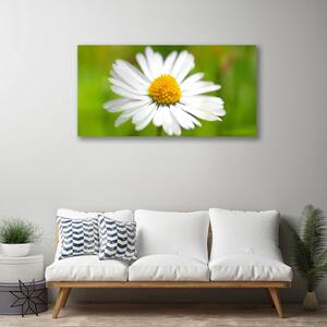 Obraz Canvas Sedmokráska rastlina príroda 100x50 cm