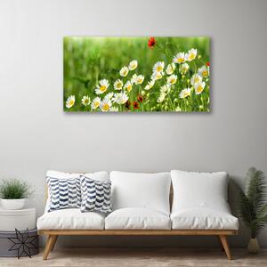 Obraz Canvas Sedmokráska rastlina príroda 100x50 cm