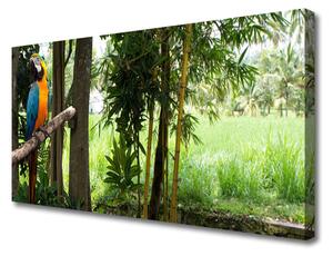 Obraz Canvas Papagáj stromy príroda 100x50 cm