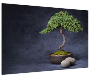 Obraz - Bonsai (90x60 cm)