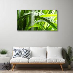 Obraz Canvas Tráva rosa kvapky rastlina 100x50 cm