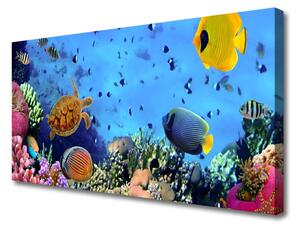 Obraz Canvas Koralový útes príroda 100x50 cm