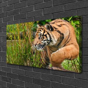 Obraz Canvas Tiger zvieratá 100x50 cm