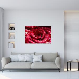 Obraz kvetu červenej ruže (90x60 cm)