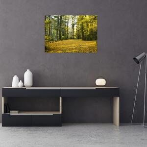 Obraz - les v jeseni (70x50 cm)