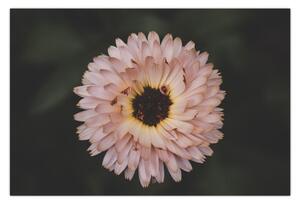 Obraz oranžovej kvetiny (90x60 cm)