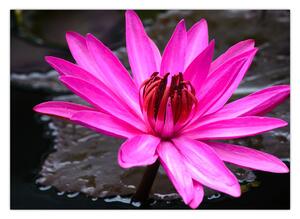 Obraz - ružový kvet (70x50 cm)