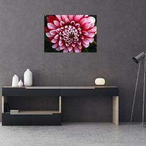 Obraz ružovej Dahlie (70x50 cm)