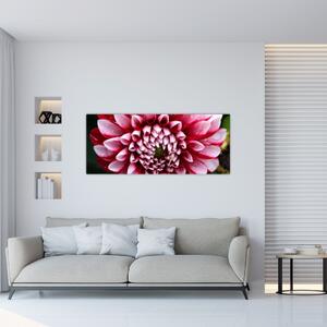 Obraz ružovej Dahlie (120x50 cm)