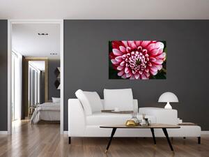Obraz ružovej Dahlie (90x60 cm)