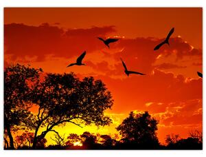 Obraz vtákov pri západe slnka (70x50 cm)