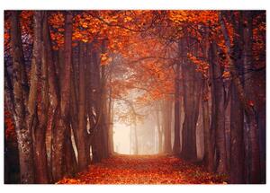 Obraz - Jesenné les (90x60 cm)