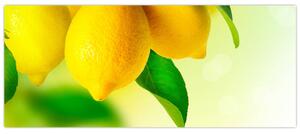 Obraz citrónov (120x50 cm)