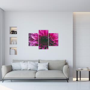 Obraz ružového kvetu (90x60 cm)