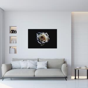 Obraz bielej ruže (90x60 cm)