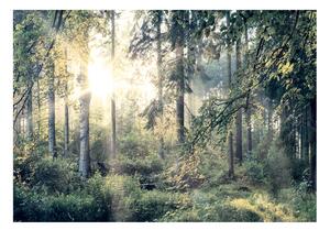 Samolepiaca fototapeta - Príbehy lesa 245x175