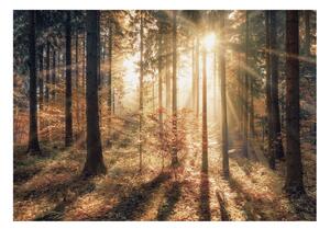 Samolepiaca fototapeta - Jesenný les I 147x105