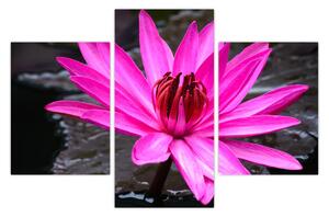 Obraz - ružový kvet (90x60 cm)