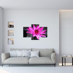 Obraz - ružový kvet (90x60 cm)