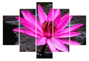 Obraz - ružový kvet (150x105 cm)