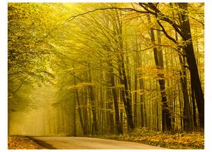 Fototapeta - Cesty v jesennom lese