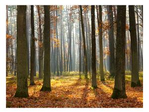 Fototapeta - Jesenné stromy II
