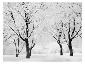 Fototapeta - Stromy - zimná krajina