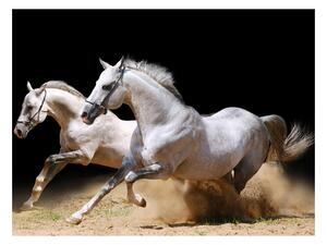 Fototapeta - Cválajúce kone v piesku