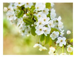 Fototapeta - Krásne jemné čerešňové kvety