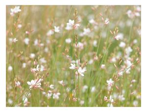 Fototapeta - Biele jemné kvety