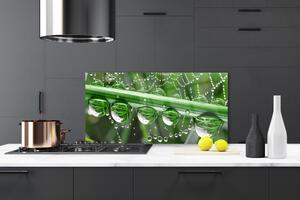 Nástenný panel  Pavučina kvapka rastlina 120x60 cm