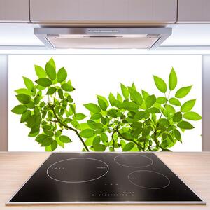 Sklenený obklad Do kuchyne Vetva listy rastlina príroda 100x50 cm