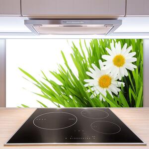 Sklenený obklad Do kuchyne Sedmokráska kvet príroda 100x50 cm