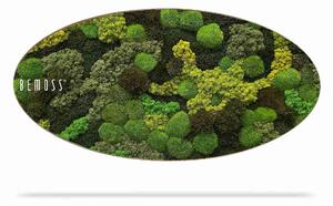 Machový obraz Elipsa BEMOSS® ORTHO TELDE - 50 x 100 cm