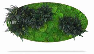 Machový obraz Elipsa RASTLINY Colila - 50 x 100 cm