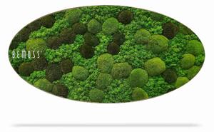 Machový obraz Elipsa BEMOSS® ORTHO MONETO - 50 x 100 cm