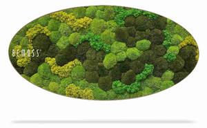 Machový obraz Elipsa BOLMOSS DUO Light Anento - 50 x 100 cm