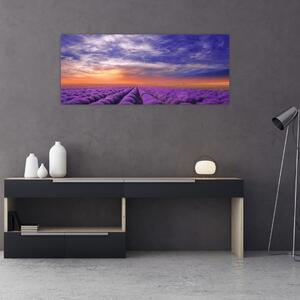 Obraz levanduľového pole (120x50 cm)