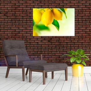 Obraz citrónov (90x60 cm)