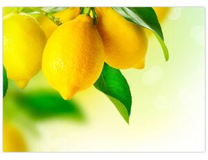 Obraz citrónov (70x50 cm)